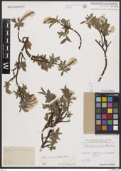 Foto von Salix breviserrata Flod.